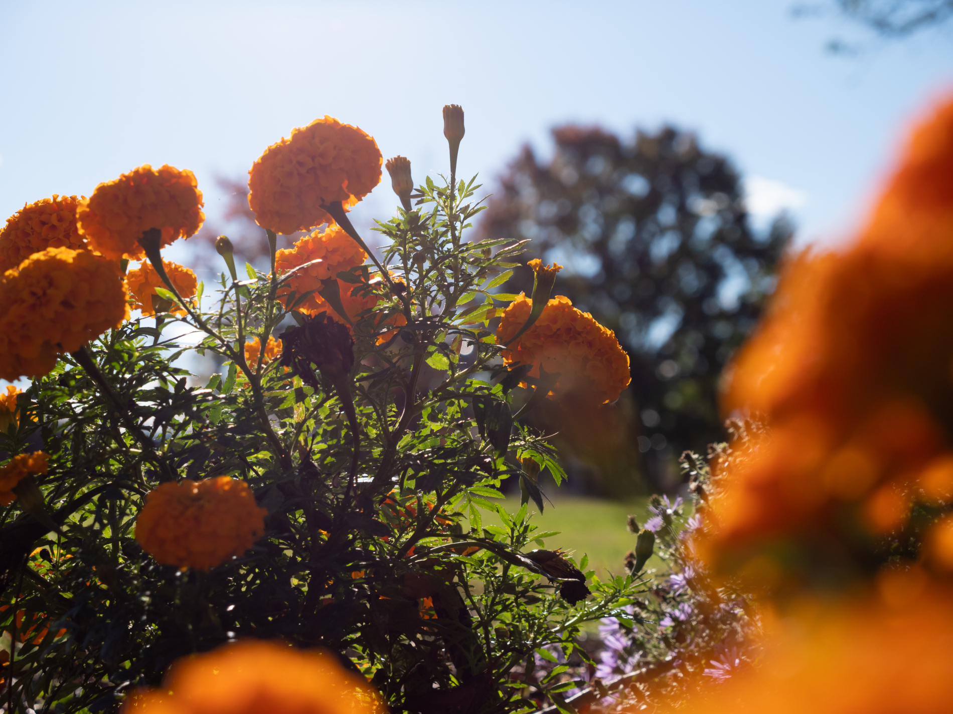 Orange flowers in sunshine