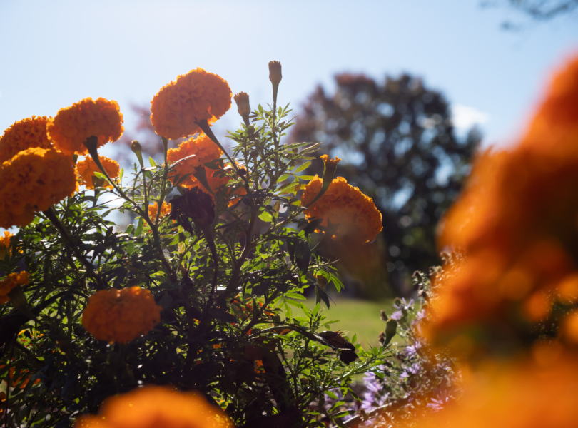 Orange flowers in sunshine